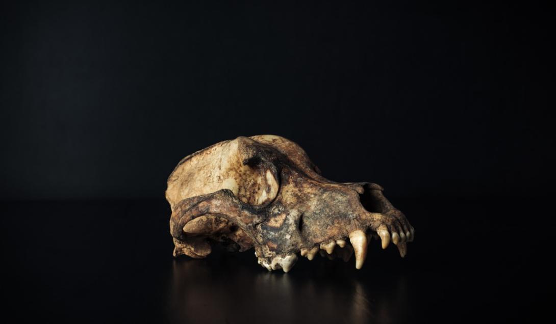 Histórico: Hallan los restos del mamífero más grande que llegó a convivir con los dinosaurios-0